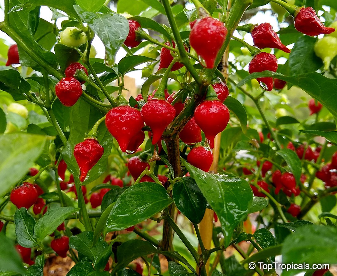 Capsicum annuum x chinense - Biquinho Pepper 