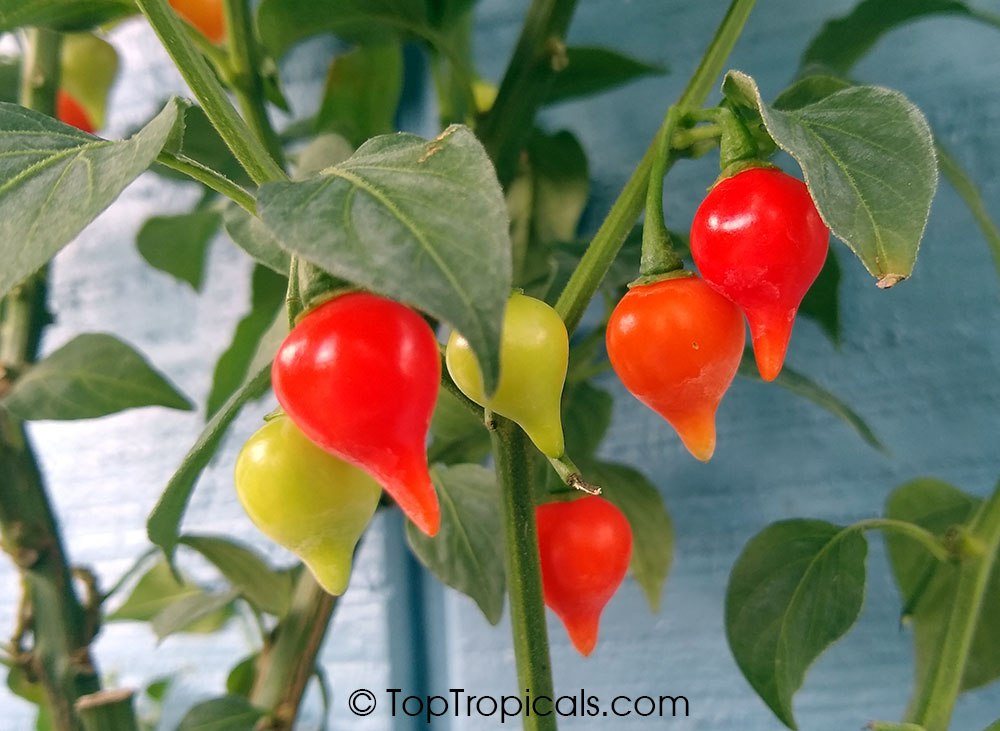 Capsicum annuum x chinense - Biquinho Pepper 