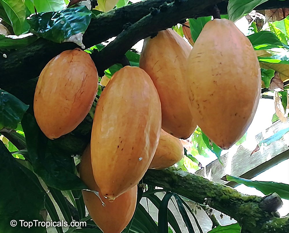 Cacao Chocolate Tree (Theobroma cacao) 