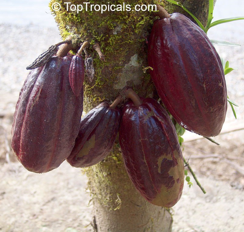 Cacao Chocolate Tree (Theobroma cacao) 