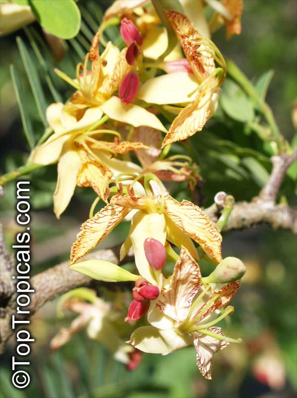 Tamarind flowers - Tamarinus indica