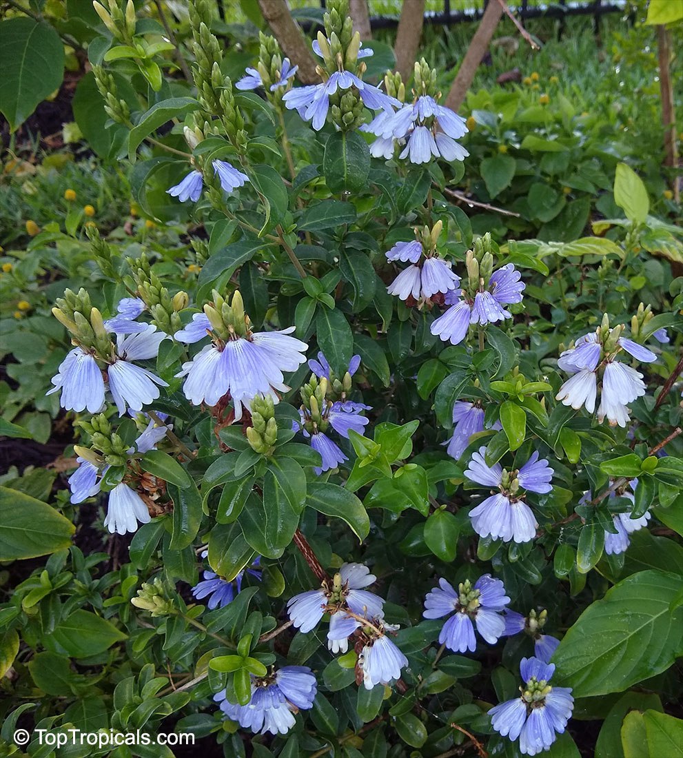 Why this blue tropical flower has a violet fragrance?