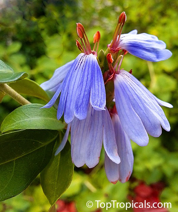 Why this blue tropical flower has a violet fragrance?