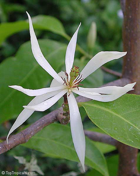 Champaka, Joy Perfume Tree - Magnolia (Michelia) champaca - white flower Alba