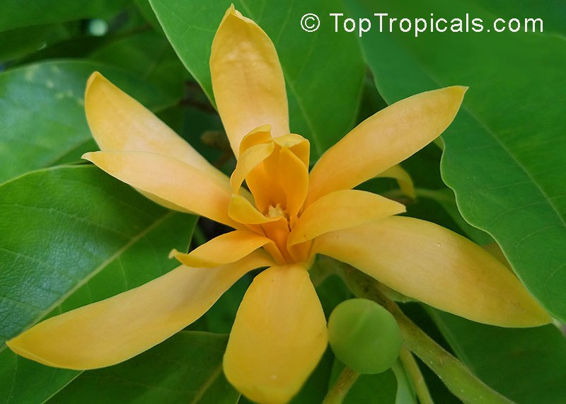 Champaka, Joy Perfume Tree - Magnolia (Michelia) champaca 