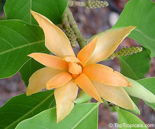 Champaka, Joy Perfume Tree - Magnolia (Michelia) champaca 