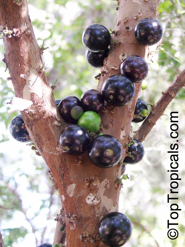 Jaboticaba (Myrciaria cauliflora) fruit