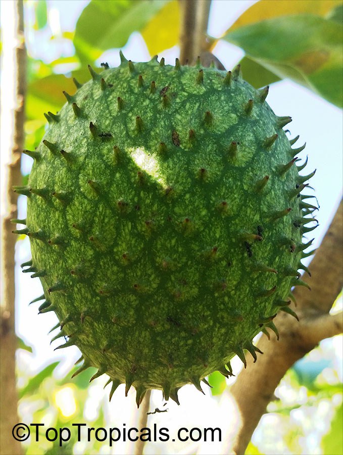 Annona montana - Mountain Soursop, Hedgehog Annona