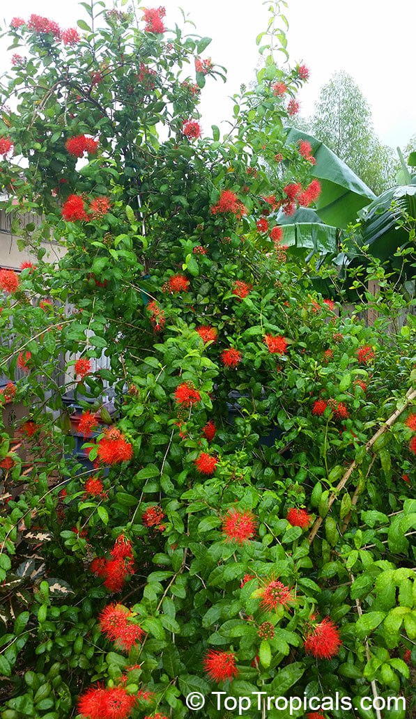 Combretum constrictum - Ball of Fire 