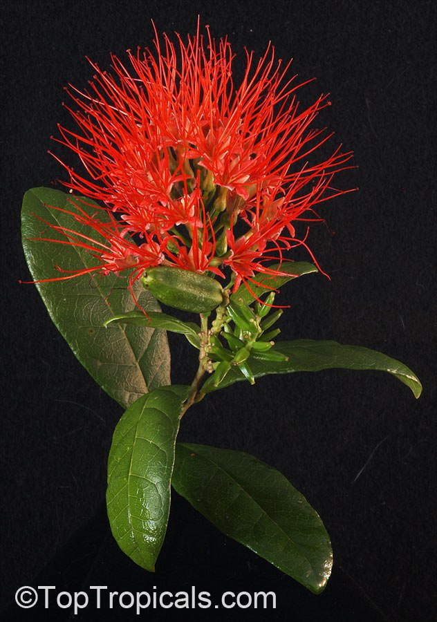 Combretum constrictum - Ball of Fire 