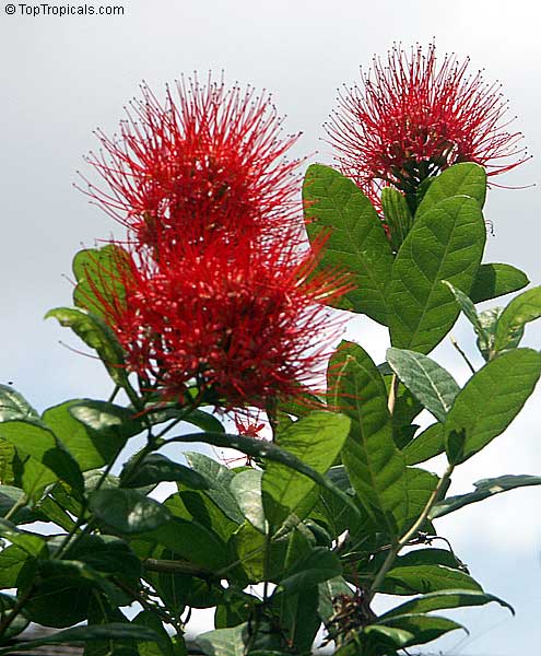 Combretum constrictum - Ball of Fire 