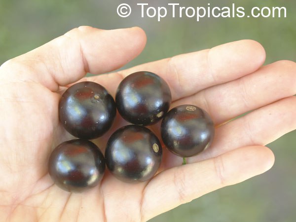 Jaboticaba (Myrciaria cauliflora) fruit