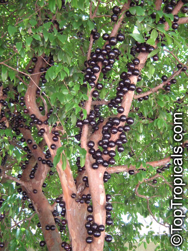  What is Jaboticaba? It sounds so cool!