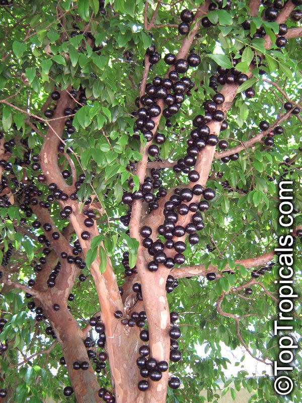 Jaboticaba (Myrciaria cauliflora) fruit on a tree