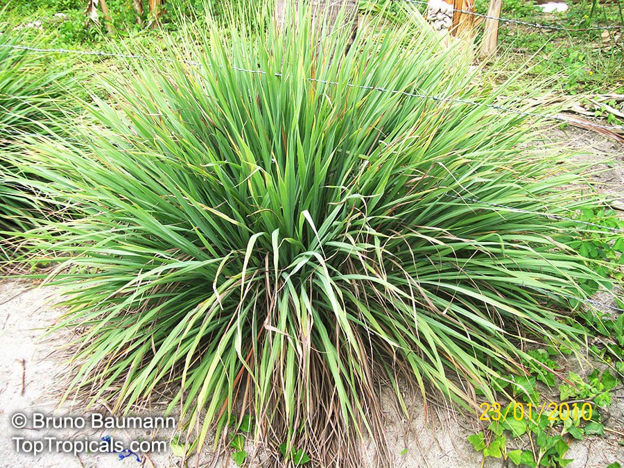 Lemon grass 