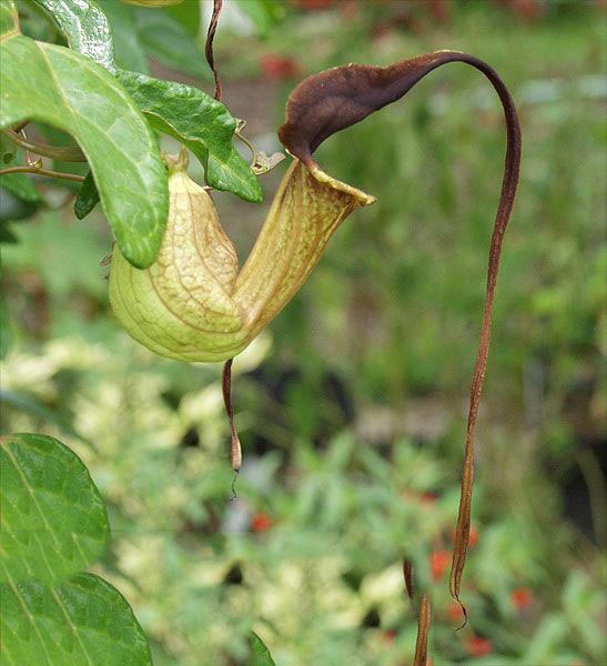  Why Dutchmans Pipe is the best butterfly attracting vine? Smell it!
