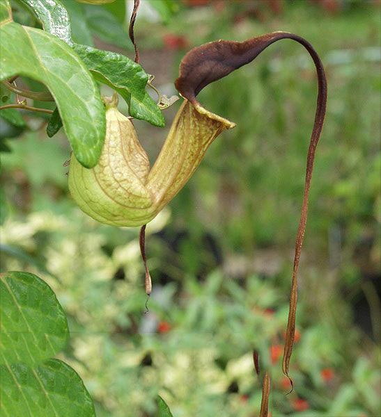 Aristolochia trilobata - Birthwort Dutchman's Pipe