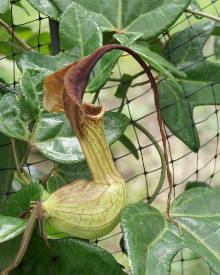  Aristolochia trilobata - Birthwort Dutchman's Pipe