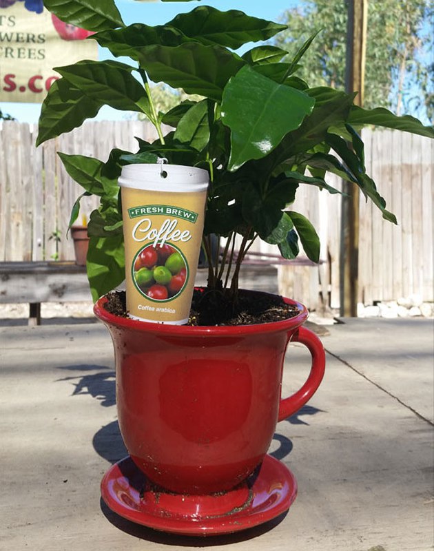 Coffee tree in a cup