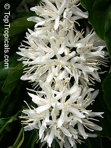 Coffee tree flowers