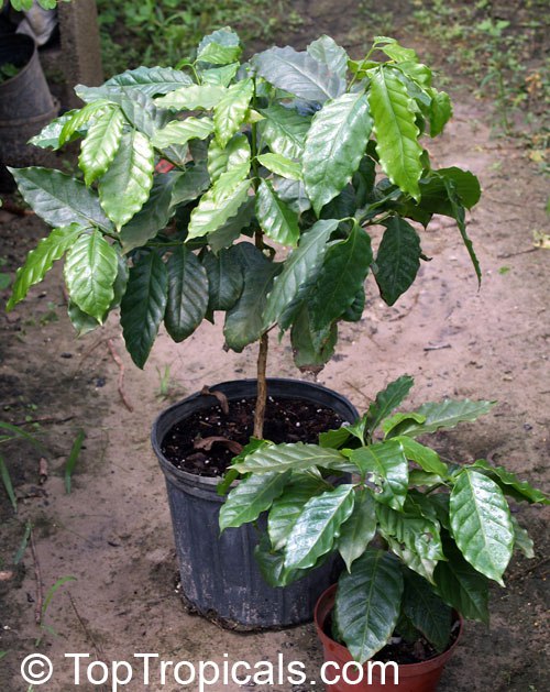 Coffee tree in a pot