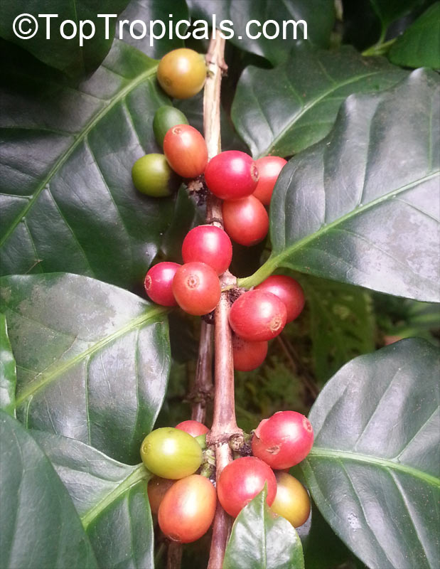 Coffee tree fruit