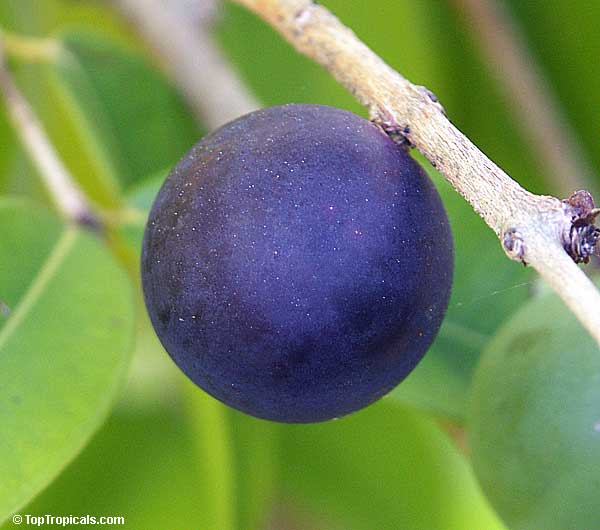  Blue Jaboticaba tree, Myrciaria vexator 