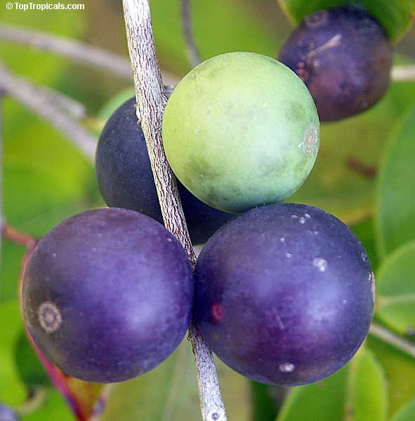  Blue Jaboticaba tree, Myrciaria vexator 