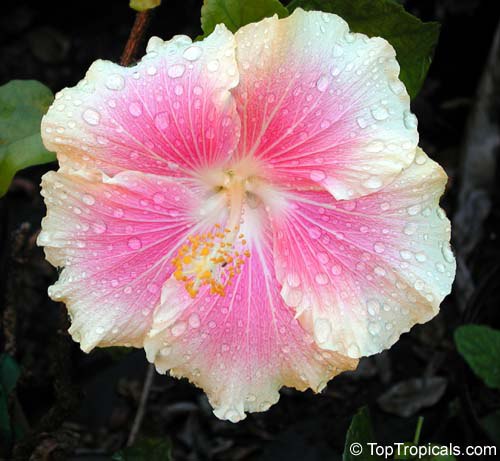 Exotic fancy hibiscus flower, pink