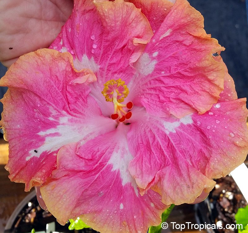 Exotic fancy hibiscus flower, pink