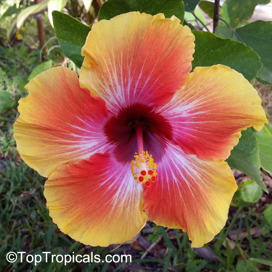 Exotic fancy hibiscus flower, orange