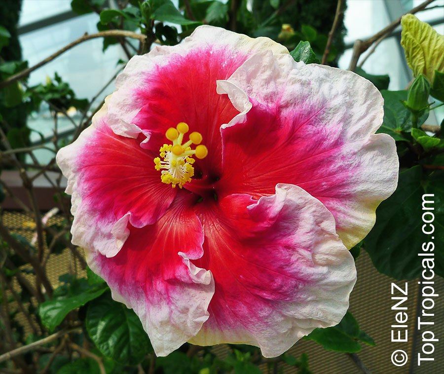 Exotic fancy hibiscus flower