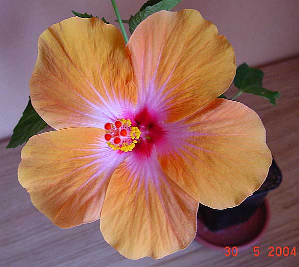 Exotic fancy hibiscus flower, orange