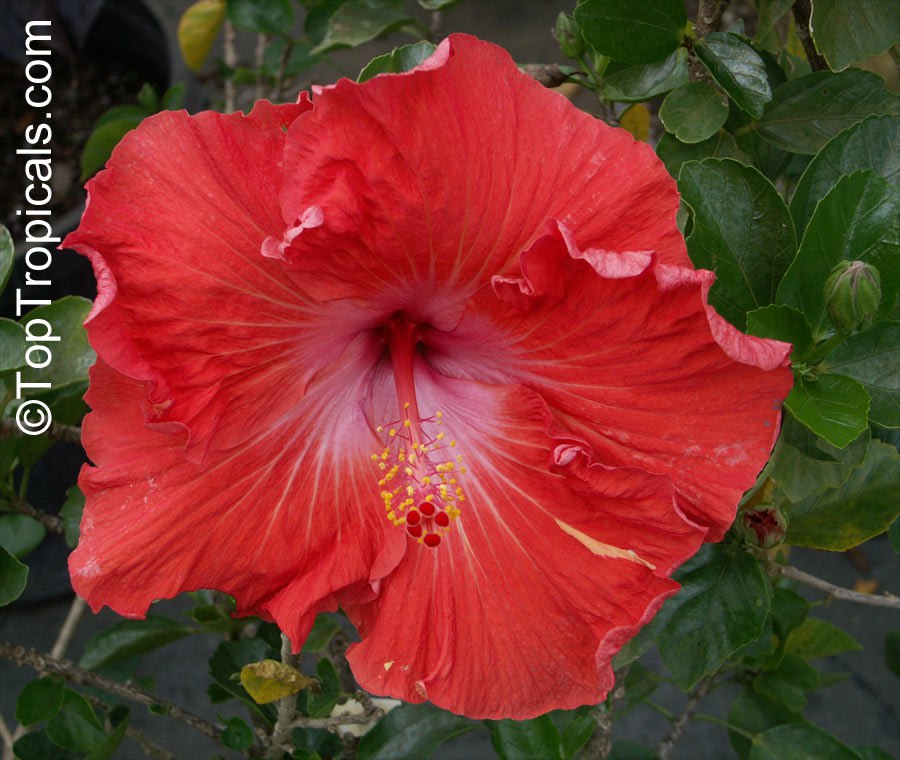 Exotic fancy hibiscus flower, red