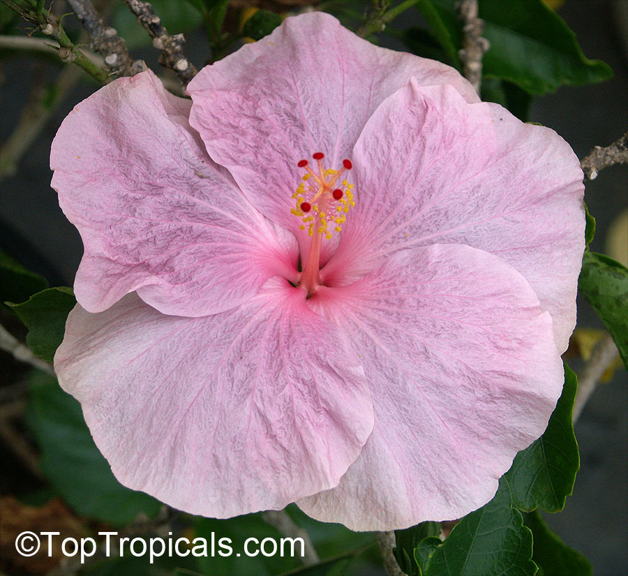 Exotic fancy hibiscus flower, pink