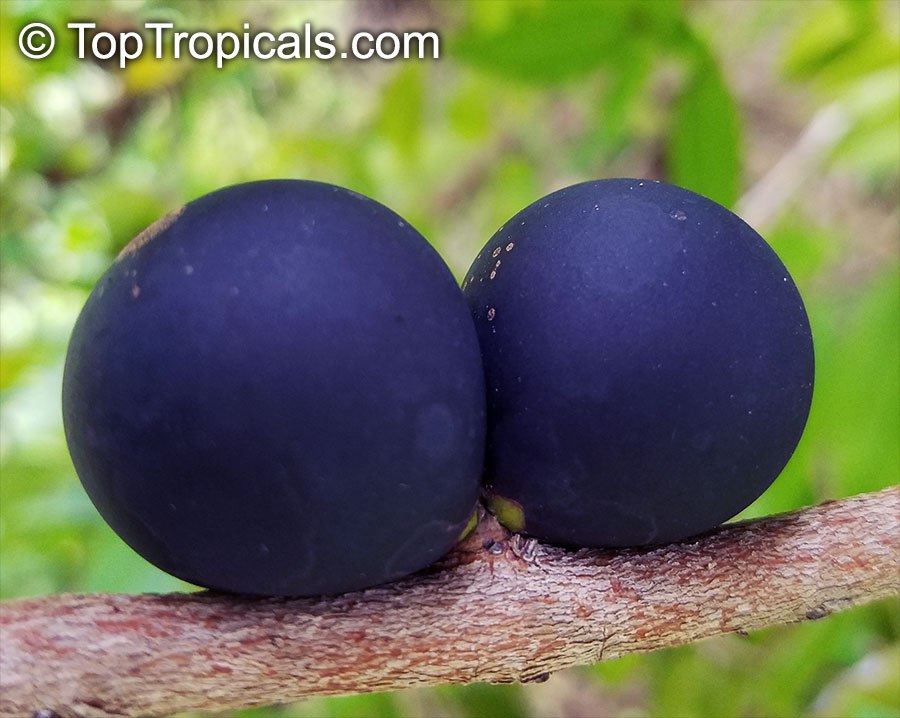  Blue Jaboticaba tree, Myrciaria vexator 