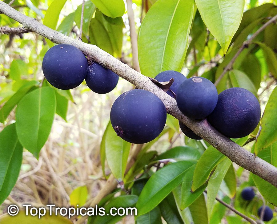  Blue Jaboticaba tree, Myrciaria vexator 