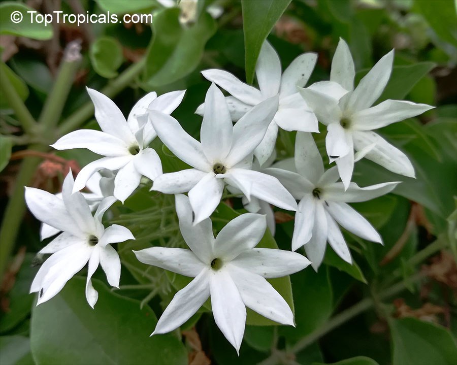  What is a good plant for a fragrant elegant hedge? Discover the Angel Hair Jasmine