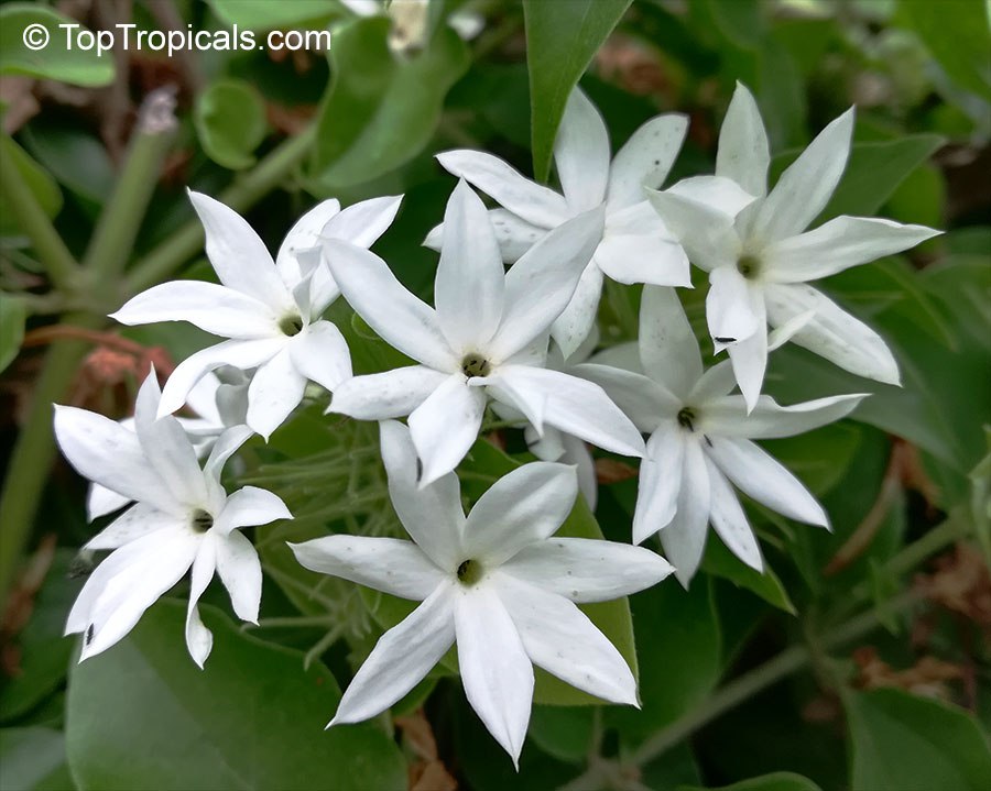  Jasminum pubescens (multiflorum) - Angel Hair Jasmine