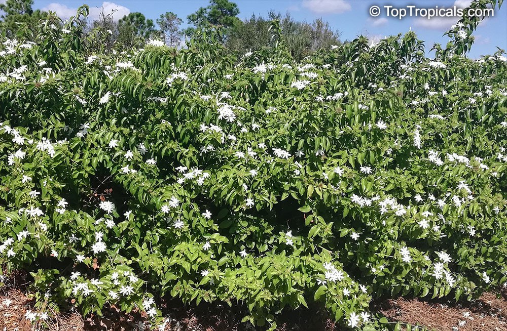  Jasminum pubescens (multiflorum) - Angel Hair Jasmine