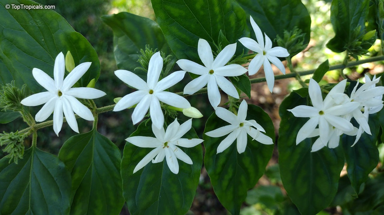  What is a good plant for a fragrant elegant hedge? Discover the Angel Hair Jasmine