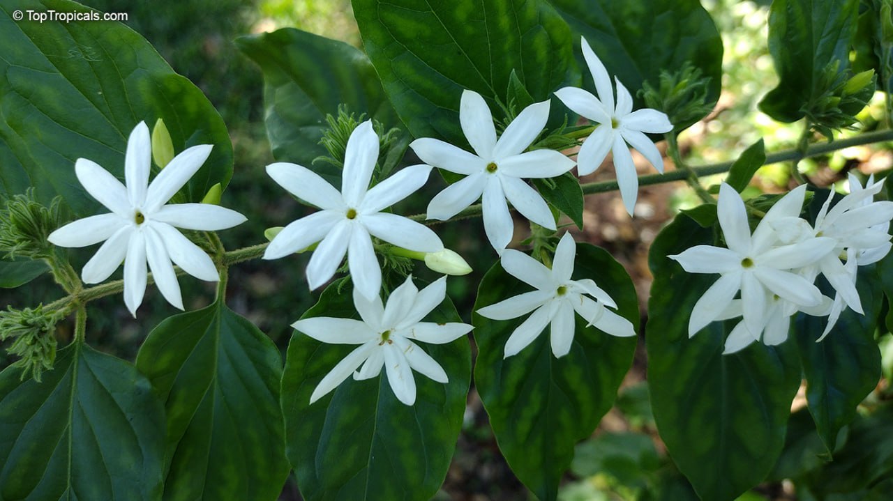  Jasminum pubescens (multiflorum) - Angel Hair Jasmine