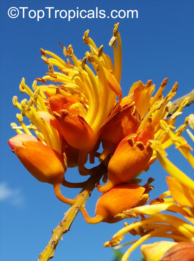 Fire on top of the tree! What is it bursting with orange brilliance? Meet Colvilles Glory