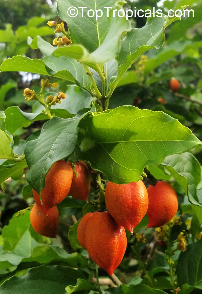 Bunchosia argentea, Peanut Butter Tree