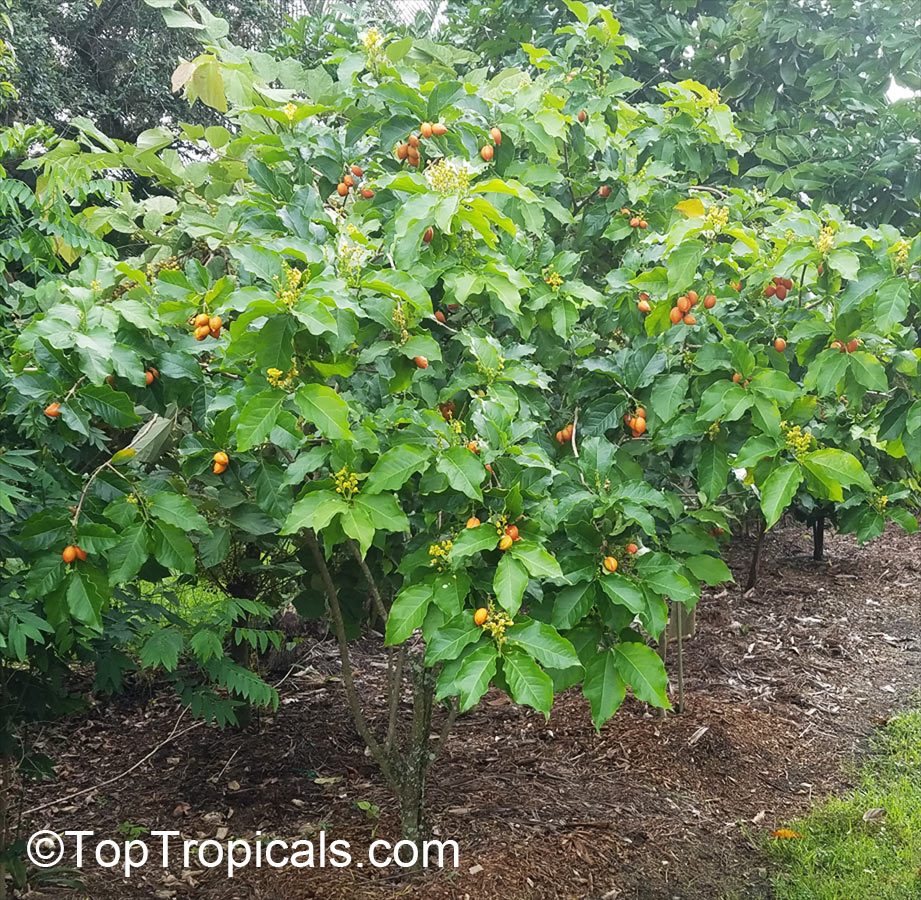 Bunchosia argentea, Peanut Butter Tree