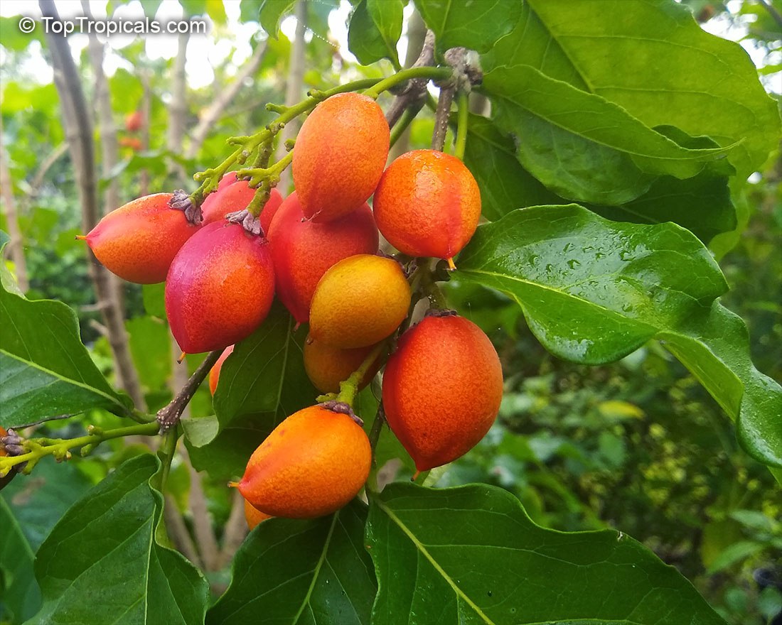 Bunchosia argentea, Peanut Butter Tree