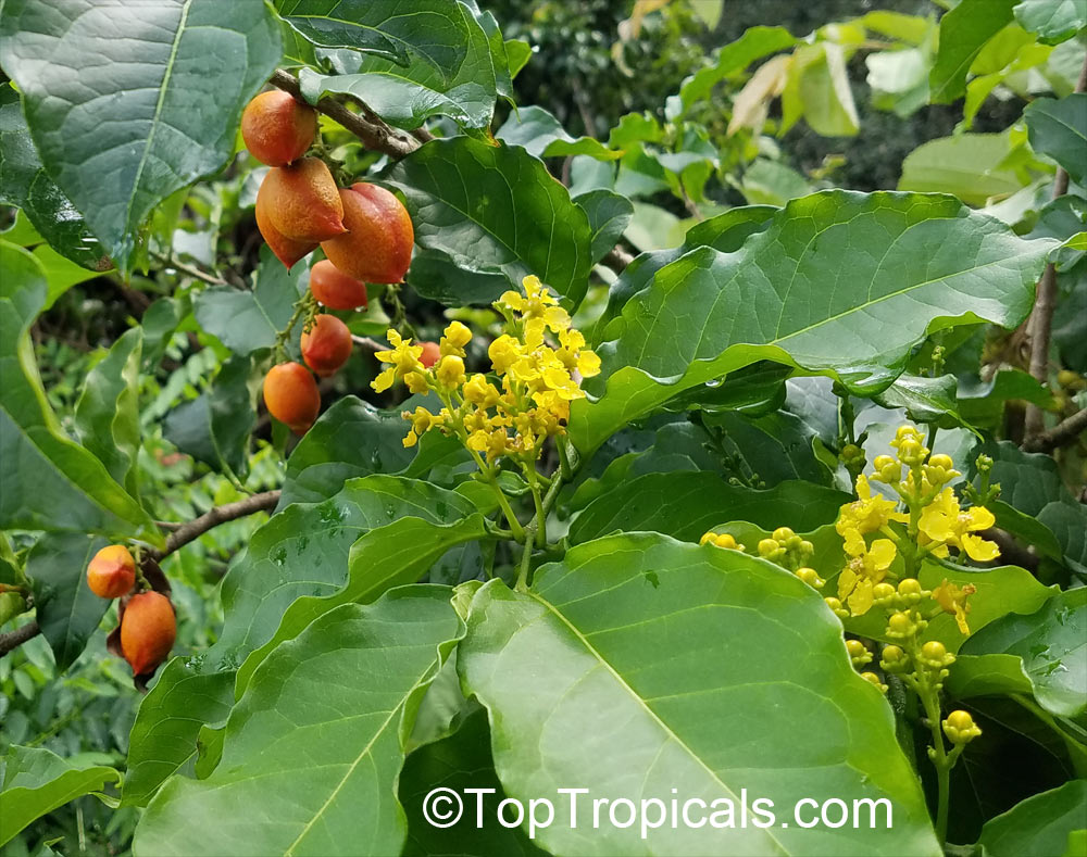 Bunchosia argentea, Peanut Butter Tree