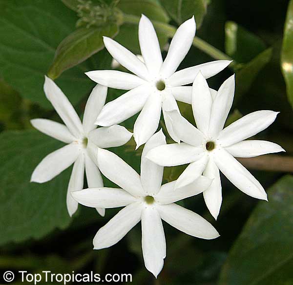 Jasminum pubescens (multiflorum) - Angel Hair Jasmine