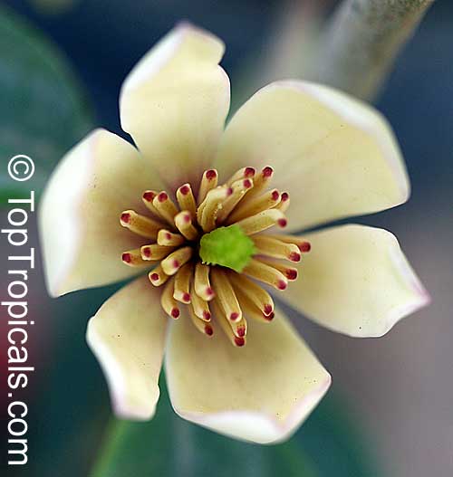 Magnolia figo, Banana Magnolia