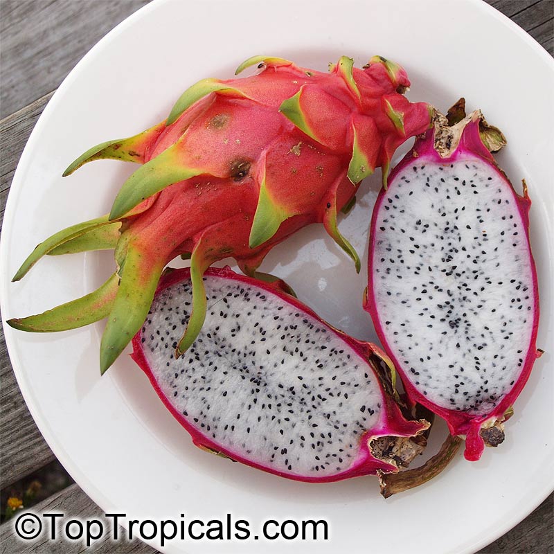  What does a dragon taste like? Does Dragon Fruit come from a monster cactus? Learn why you need to grow your own